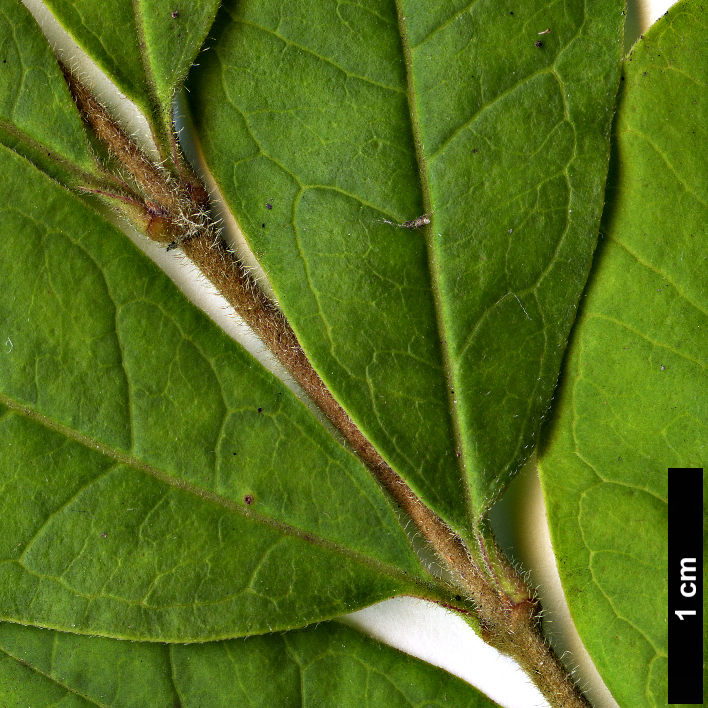 High resolution image: Family: Oleaceae - Genus: Ligustrum - Taxon: foliosum 